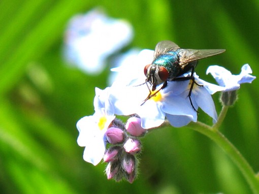 Common greenbottle (Lucilia sericata)